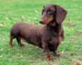 DACHSHUND